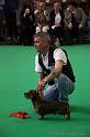 Crufts2011_2 706